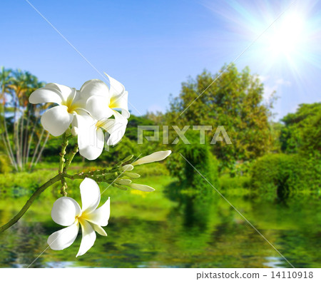 White Plumeria White Plumeria 14110918