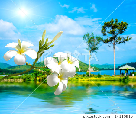 White Plumeria White Plumeria 14110919