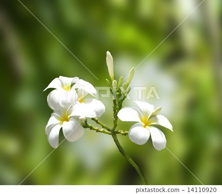 White Plumeria 14110920