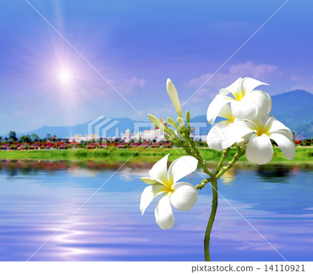 White Plumeria White Plumeria 14110921