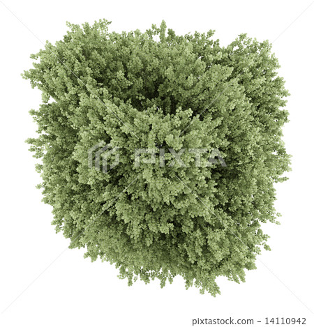 top view of common hazel tree isolated on white background 14110942