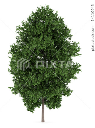 large-leaved lime tree isolated on white background 14110943