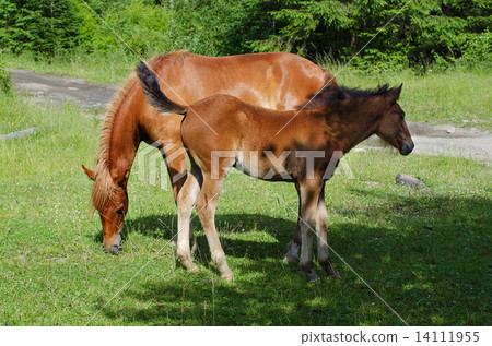 Bay horses grazes in the mountains 14111955