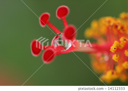 Hibiscus Hibiscus 14112333