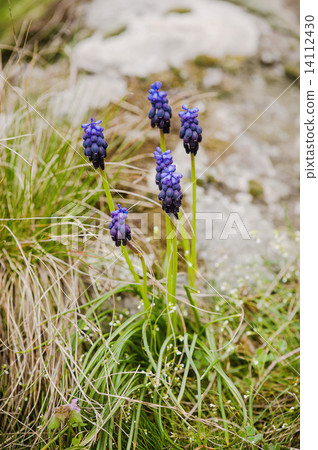 Muscari neglectum 14112430