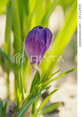 Crocus flower 14112445