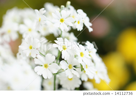 White cherry tree plant 14112736