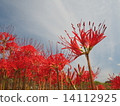 群集孤挺花 14112925