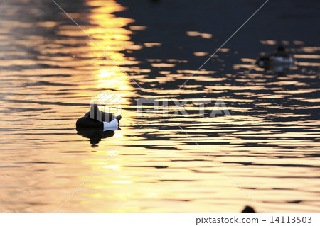 Kinkokojiro in the evening 14113503