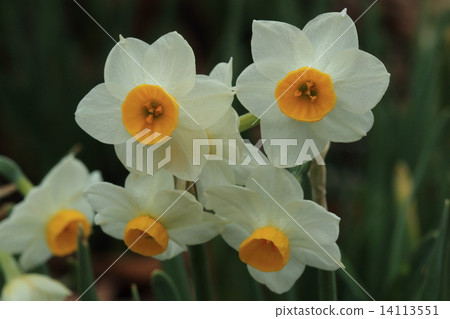 天然植物Nihon Suisen，它似乎在這里和那裡自然而然地來自地中海，來自中國 14113551