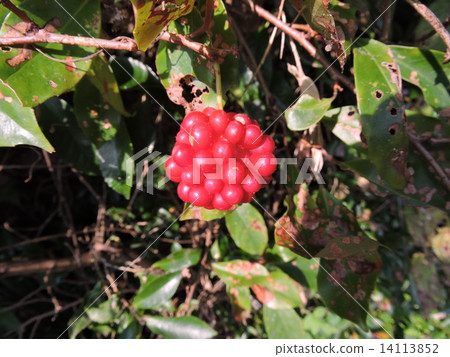 Binen cruzer's fruit Binen cruzer's fruit 14113852