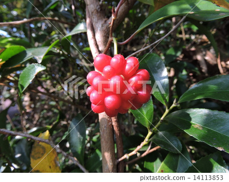 Binen cruzer's fruit Binen cruzer's fruit 14113853