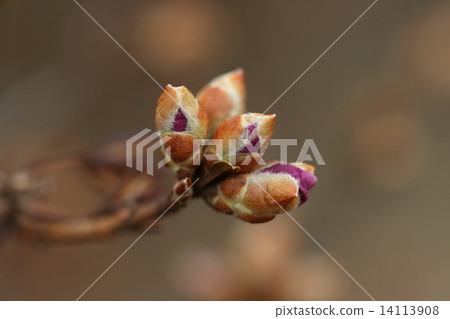 Natural plant Yamatoji, a thing with a representative of wild azalea in Japan. It is widely distributed in various places ② Natural plant Yamatoji, a thing with a representative of wild azalea in Japan. It is widely distributed in various places ② 14113908