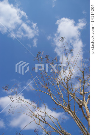 冬天的月球樹 14114204