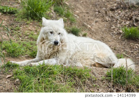 white wolf 14114399