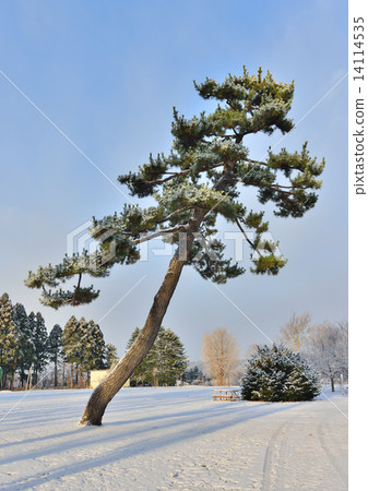 孤獨的松樹 14114535