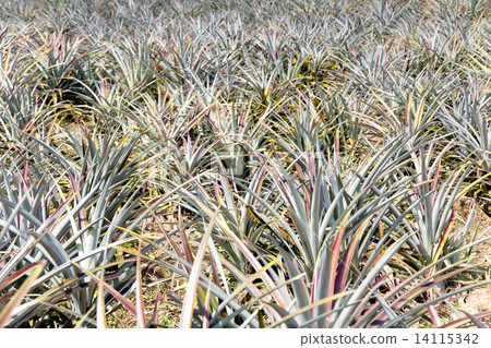 Pineapple fruit field 14115342