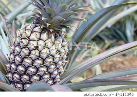 Fresh Pineapple 14115346