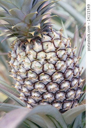 Fresh Pineapple 14115349