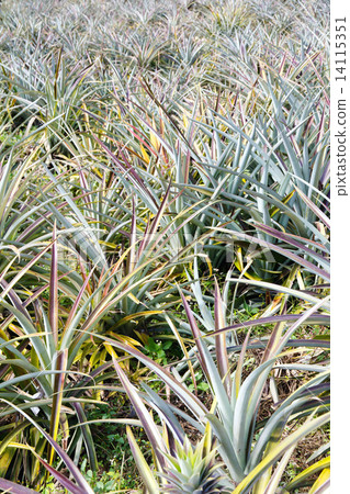 Pineapple fruit field 14115351