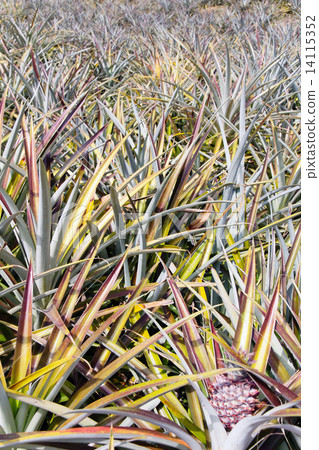Pineapple fruit field 14115352