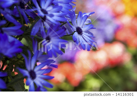 Cineraria Cineraria 14116301