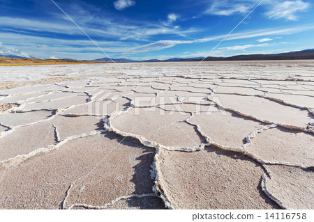 Salinas Salinas 14116758