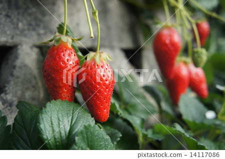 Ishigaki strawberry Ishigaki strawberry 14117086