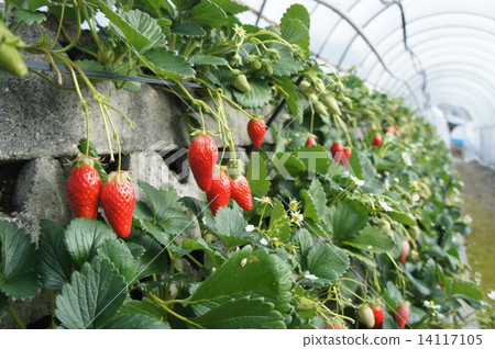 Ishigaki strawberry Ishigaki strawberry 14117105