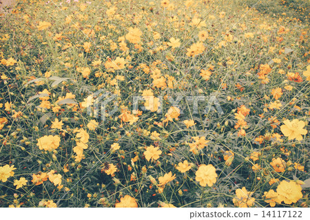 Landscape of beautiful flowered field with retro filter effect 14117122