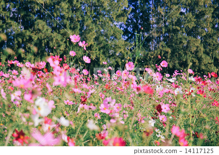 Landscape of beautiful flowered field 14117125