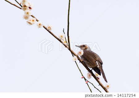 Plum flowers and brown eyes 14117254