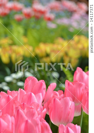 Tulip Tulip 14117371