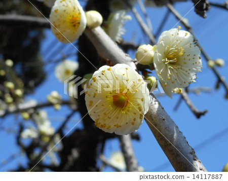 憤怒的開花白花花 14117887