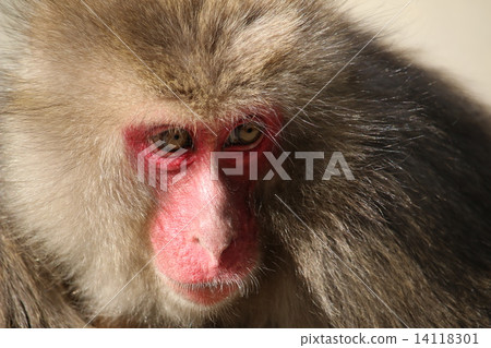 Takasakiyama monkey Takasakiyama monkey 14118301