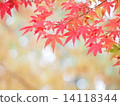 秋天的樹葉 14118344
