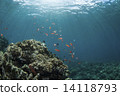 A group of lights and hanagoi inserted into the ocean floor 14118793