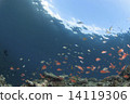 A group of blue seas and honeagoi 14119306