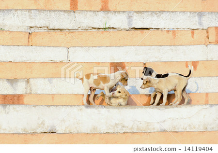 Bathing puppy puppies in India Banaras Bathing puppy puppies in India Banaras 14119404