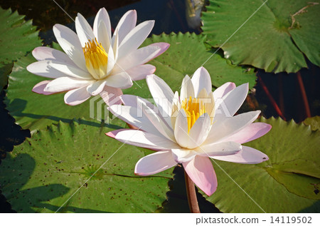 Couple of Water Lily (Nymphaea lotus L) in the Morning Light with Natural Background. Couple of Water Lily (Nymphaea lotus L) in the Morning Light with Natural Background. 14119502