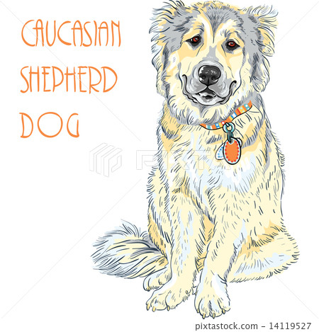 Caucasian Shepherd Dog breed Caucasian Shepherd Dog breed 14119527