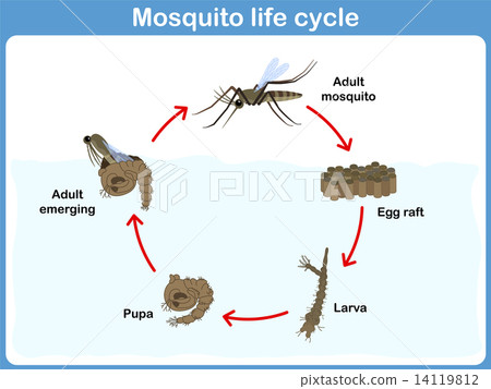 Vector Cycle of mosquito for kids Vector Cycle of mosquito for kids 14119812