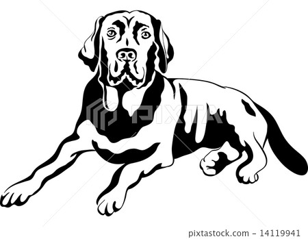 vector sketch dog breed labrador retrievers 14119941