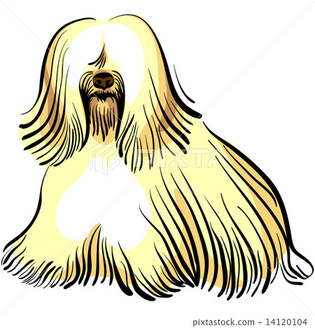 vector dog Tibetan Terrier breed 14120104