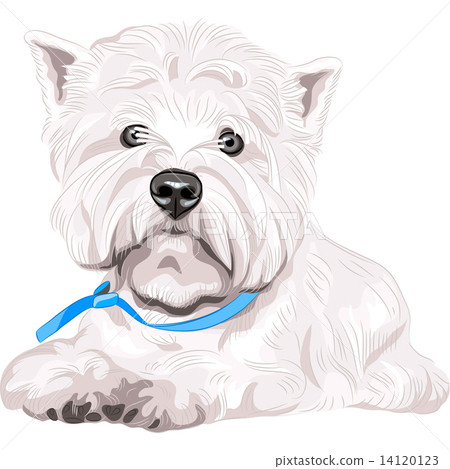 vector serious dog West Highland White Terrier breed sitting vector serious dog West Highland White Terrier breed sitting 14120123