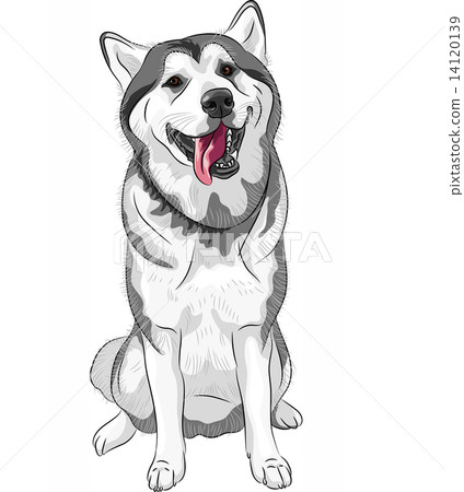 vector dog sled Siberian Husky breed sitting and smiling 14120139