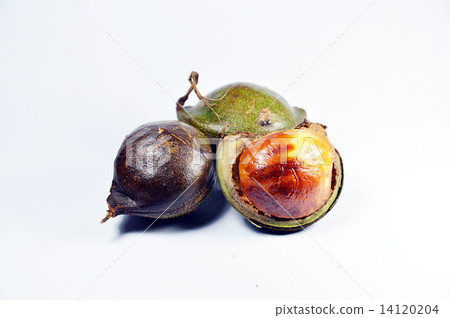 Djenkol bean fruit Djenkol bean fruit 14120204