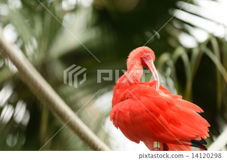 ibis 14120298