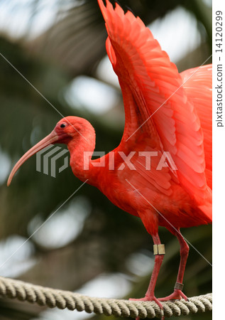 ibis 14120299