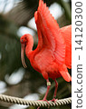 ibis 14120300